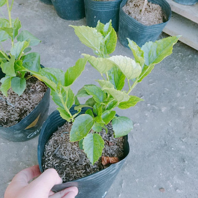 Cây Hoa Dâm Bụt Cam Viền Vàng - cây cảnh đẹp + tặng phân bón cho cây mau lớn