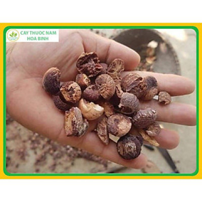 0.5kg Hạt Cau Phơi Khô Nhà Làm 981SP