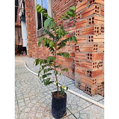 Cây khế chua ươm hạt, chiều cao khoảng 60cm