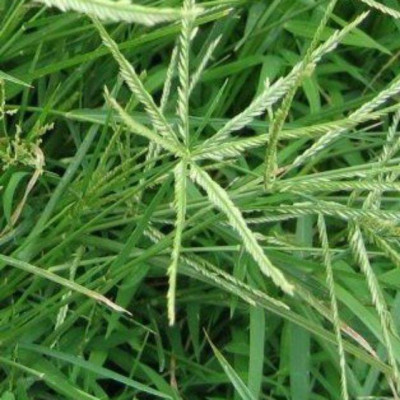 Cỏ mần trầu khô sạch 1kg nhà làm