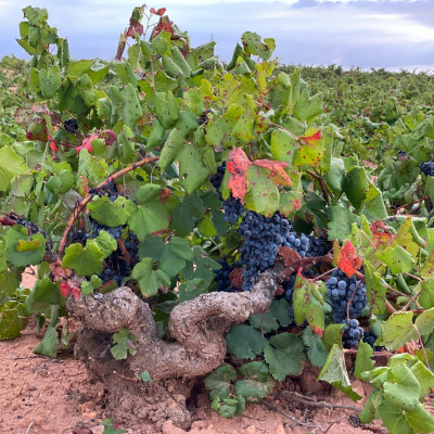 Rượu vang Organic Piqueras VS Monastrell & Garnacha Tintorera (Spain) kèm túi hộp,đồ khui