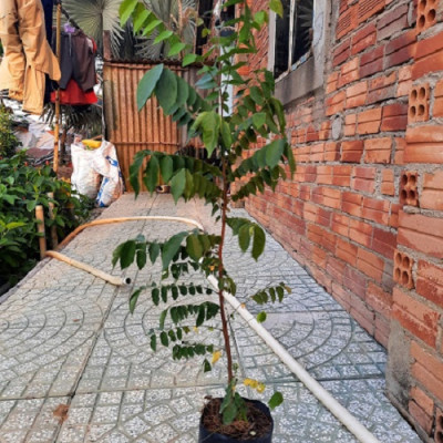 Cây khế chua ươm hạt, chiều cao khoảng 60cm