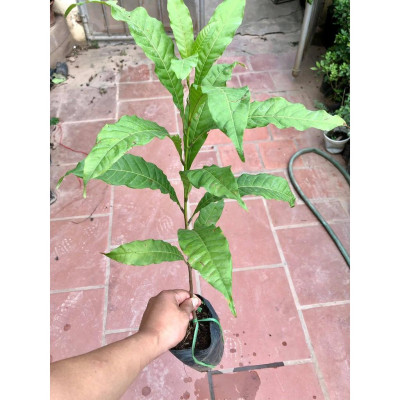 Cây vú sữa hoàng kim - Vú sữa vàng (ảnh thật)