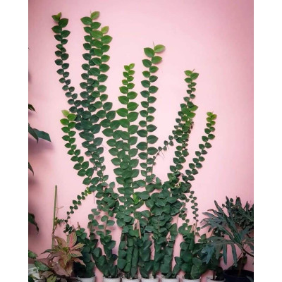 Cây tắc kè thái - cây cảnh vườn + tặng phân bón cho cây