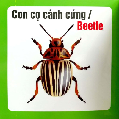 Từ Điển Hình Ảnh Cho Bé - Côn Trùng
