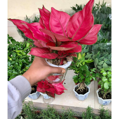 Cây vạn lộc đỏ thủy sinh (hồng lộc đỏ)