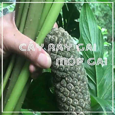 Củ Ráy Gai (Móp Gai) khô 1kg