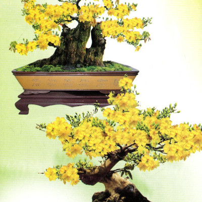 Trồng Mai - Kỹ Thuật Bón Tưới, Phòng Trừ Sâu Rầy, Bệnh Hại