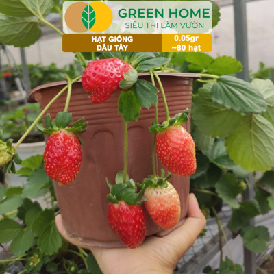 Hạt Giống Dâu Tây Đỏ Greenhome, Gói 0,05gr~80 hạt, Chịu Nhiệt, Quả To, Dễ Trồng, Năng Suất Cao T17