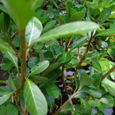 Dừa nước khô (dua nuoc kho) sp9