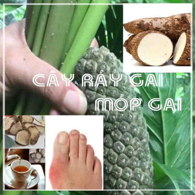 Củ Ráy Gai (Móp Gai) khô 1kg