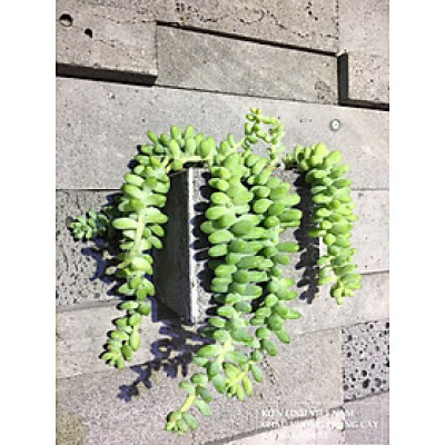 Chậu vuông 10cm trồng cây cảnh bằng đá ong xám tự nhiên, Chậu trồng cây treo tường, chậu đá ong xám