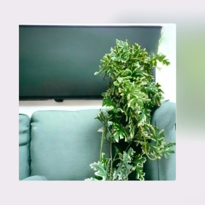 Cụm lá rủ giả, dây leo trang trí, cụm lá treo tường trang trí ban công nhà cửa, nhà hàng, quán ăn