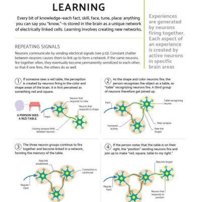 The Brain Fitness Book: Activities And Puzzles To Keep Your Mind Active And Healthy