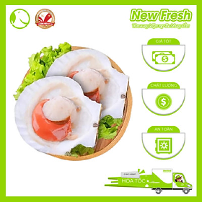 [GIAO NHANH HCM] Sò Điệp Nhật Nửa Mảnh Lớn - Túi 1Kg (8-12 con)