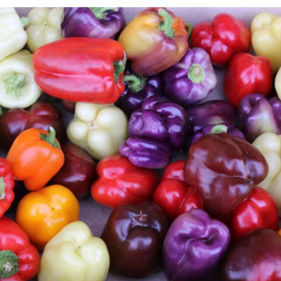 ỚT CHUÔNG TÍM VGAP CK