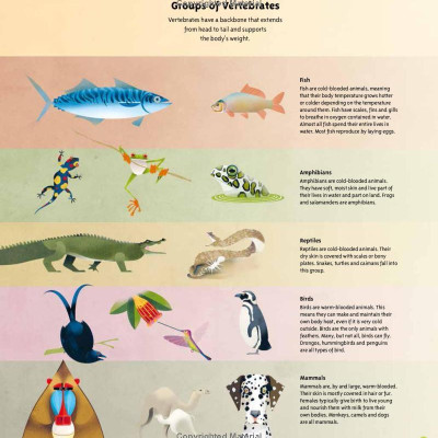 Amazing Animals: 100+ Creatures That Will Boggle Your Mind