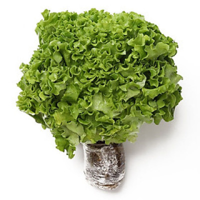 XÀ LÁCH LOLO XANH THUỶ CANH 150G UP