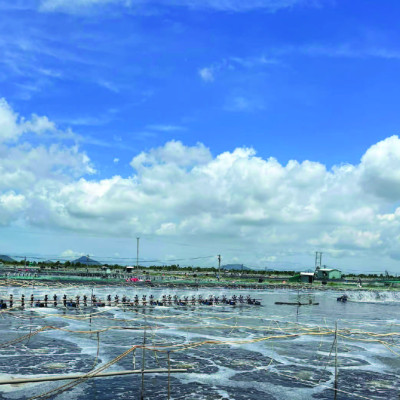 Đặc trị nhiễm khuẩn đường ruột tôm cá SULTRI AQUA