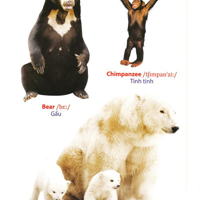 Từ Điển Anh - Việt Bằng Hình: Động Vật (Dành Cho Trẻ Từ 2 - 6 Tuổi)