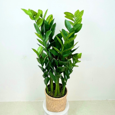 Cây kim tiền, kim phát tài giả - cao 90cm - Cây giả, hoa lụa Decor trang trí nhà cửa