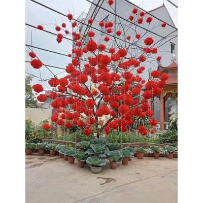 Combo 10 Lồng Đèn Đỏ Trang Trí Tết Bằng Nilon Chống Nước Mẫu Đèn Tổ Ong - Hàng Chính Hãng MINIIN