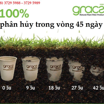 Đĩa giấy tròn bã mía Thái Lan 25cm (50 cái/xấp) - thương hiệu Gracz