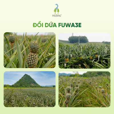 Nước Ngâm Rửa Thực Phẩm Fuwa3e Làm Sạch Th.uốc B.ảo Vệ Thực Vật Khử Mùi An Toàn Cho Bé 1L, 3.8L