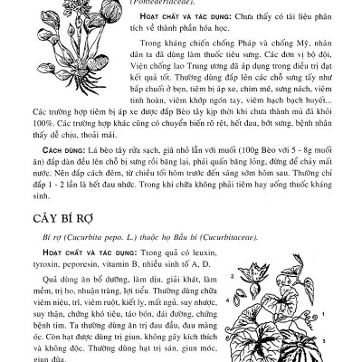 Cây Thuốc Nam - Những Bài Thuốc Quý Từ Dân Gian