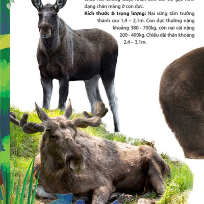 Khám Phá Động Vật 5 Châu - Châu Âu 