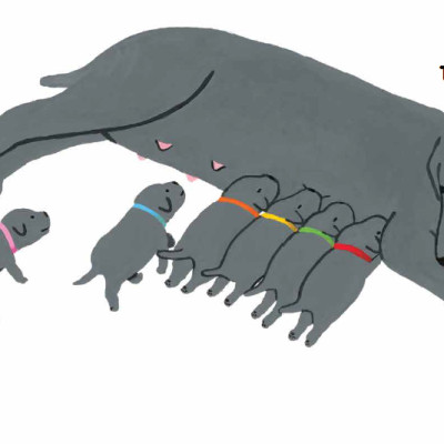 Ehon - Mọt Sách Mogu - Ti Đâu? Ti Đâu? (Từ 0 - 6 Tuổi)