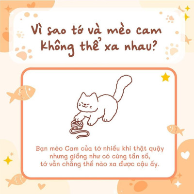 Sách - Tớ Có Nuôi Một Chú Mèo Cam - Megabook