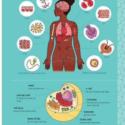 Tớ Muốn Biết Tuốt - Giải Phẫu Cơ Thể Người