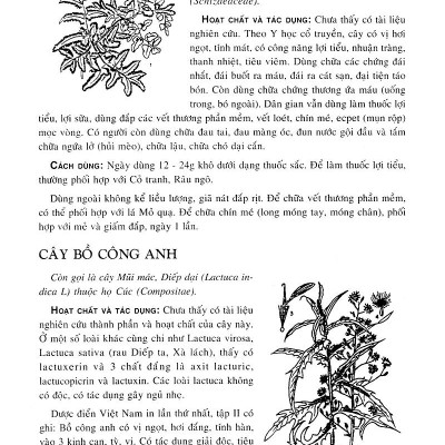 Cây Thuốc Nam - Những Bài Thuốc Quý Từ Dân Gian