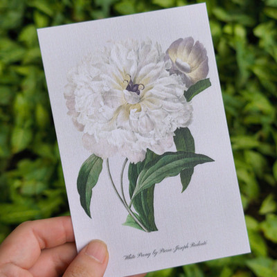 BỘ 100 POSTCARD PETALA & FOLIA - Minh Họa Thực Vật Nghệ Thuật - Giấy Mỹ Thuật 300g Cao Cấp - Nho Xanh 