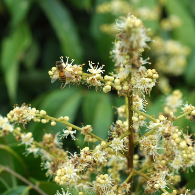 Mật Ong Hoa Nhãn Nguyên Chất 500 ml, món quà giá trị từ thiên nhiên