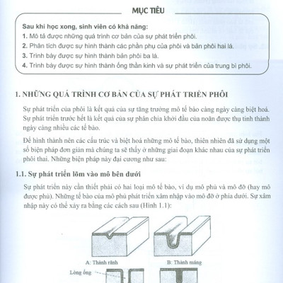 Mô Phôi Răng Hàm Mặt