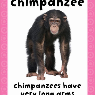 Get Set Go: Flashcards - Animals