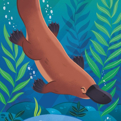 Australian Animals Snap