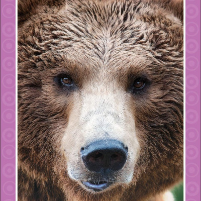 Get Set Go: Flashcards - Animals