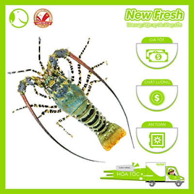 [GIAO NHANH HCM] Tôm Hùm Bông Đông Lạnh - 1 Con 500Gr