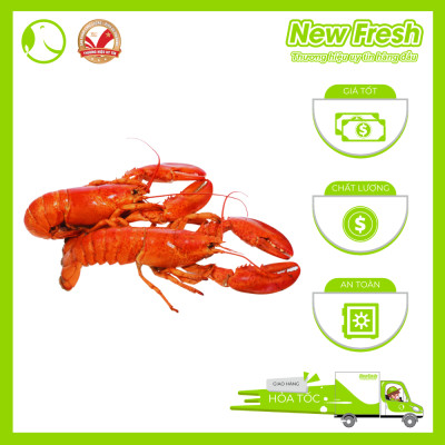 [GIAO NHANH HCM] Tôm Hùm Baby Canada Hấp - Túi 1Kg