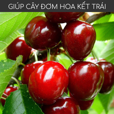 Phân đạm cá Docneem, phân cá Fish Emulsion (1 lít) hữu cơ cho hoa hồng, rau sạch, hoa, cây kiểng trong nhà ngoài trời