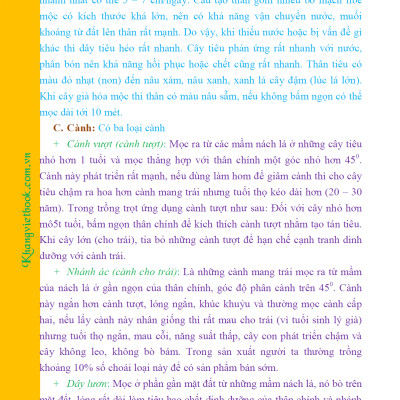 Bí Quyết Thành Công Kĩ Thuật Trồng Tiêu Hiệu Quả - KV