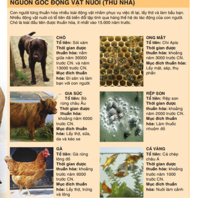 Tri Thức Trong Lòng Bàn Tay - Bách Khoa Thiếu Nhi - Động Vật (Bìa Cứng) (Tái Bản 2022)