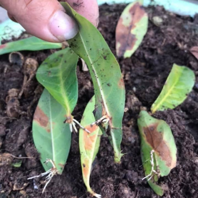 Phân bón siêu kích rễ cây cảnh, hoa lan BioRoot, giúp kích rễ cây mọc nhanh, cây khỏe mạnh, dùng cho cả vườn ươm cây non, an toàn cho cây và người, dung tích 500ml thương hiệu chính hãng Docneem