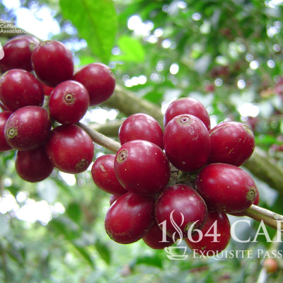 Cà Phê Hảo Hạng (Specialty Coffee) Tinh Khiết Không Tẩm Không Độn Thương Hiệu Quốc Tế 1864 CAFÉ EL BORBOLLÓN Nguyên Hạt Khối Lượng Tịnh 220g – 1864 CAFÉ