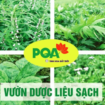 Tam Hoàng Thanh Nhiệt PQA Giúp Giải Độc Cơ Thể Giảm Triệu Chứng Nhiệt Miệng Hộp 10 Ống