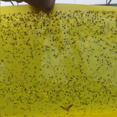 MIẾNG DÁN VÀNG BẪY CÔN TRÙNG NHẬP KHẨU ISRAEL DÙNG TRONG NÔNG NGHIỆP SẠCH NHƯ RAU THỦY CANH, RAU KHÍ CANH VÀ NÔNG NGHIỆP SẠCH (SET 20 ME2T DÀI). Kích thước ngang 0.18M x Dài 20M trải nghiệm