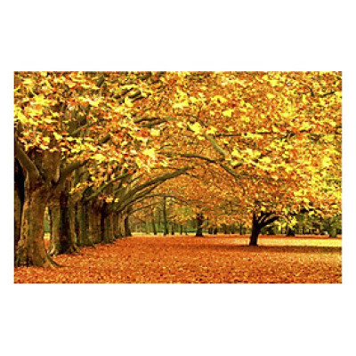 Tranh Dán Tường Phong Cảnh 3D LN013